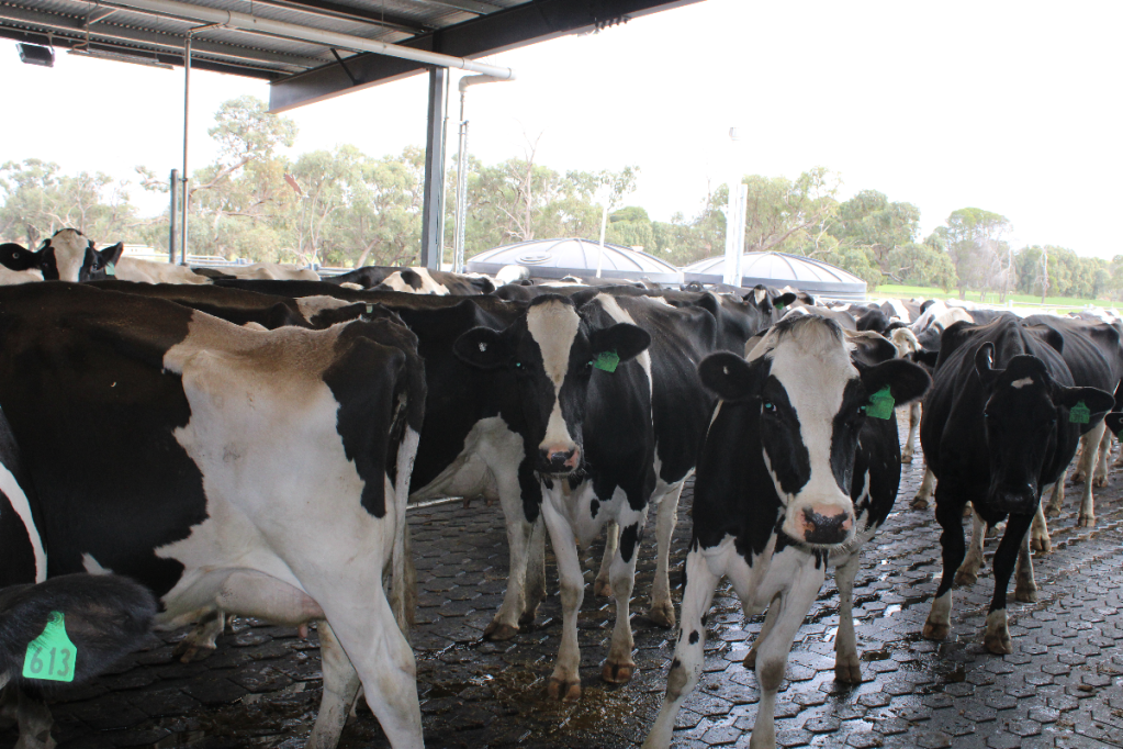 Thumbnail for Cream of the crop with Cadell prison’s new dairy