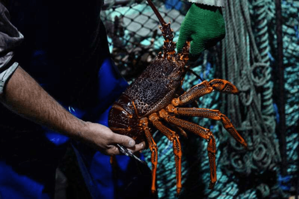 Thumbnail for China pledges more trade access but lobster ban remains