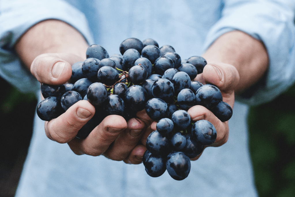 Thumbnail for SA loses wine market share to eastern states