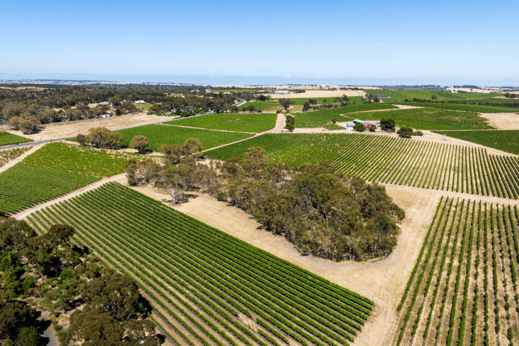 Thumbnail for SA wine identity buys Australian Vintage vineyard as chairman departs
