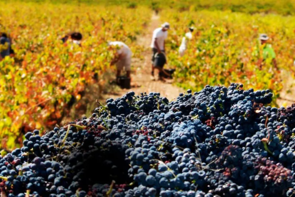 Thumbnail for SA makes up bulk of post-tariff wine exports to China