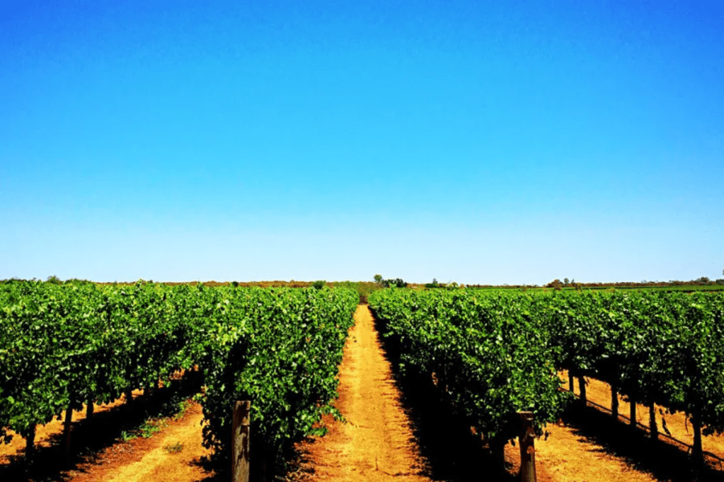 Thumbnail for Funding to help Riverland growers diversify amid red wine glut