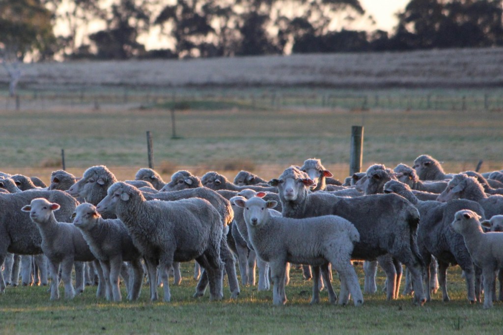 Thumbnail for Three finalists announced for 2024 Ag Town of the Year