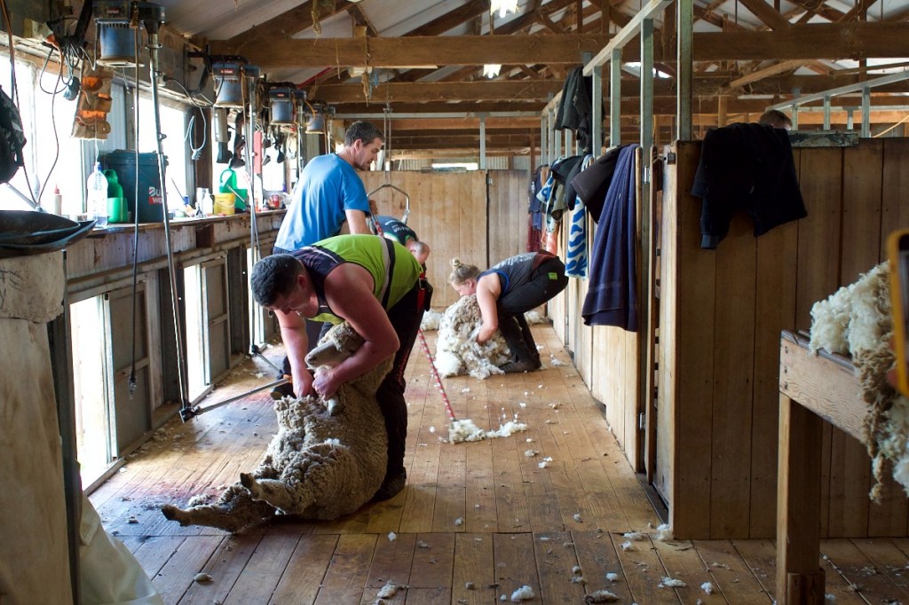 Shearing at Mokota. Photo: Lara Pacillo/InDaily