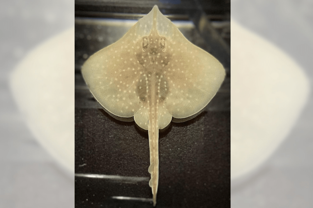 The Maugean Skate is threatened by salmon farming in its only habitat. Photo: AAP