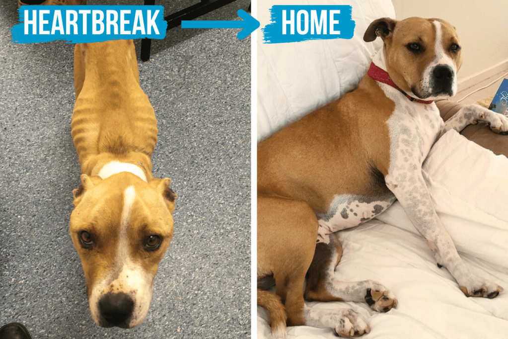 Thumbnail for RSPCA Give to Get Them Home