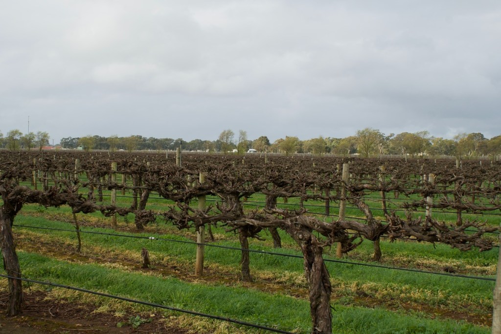 Thumbnail for Penola: where heart meets soil