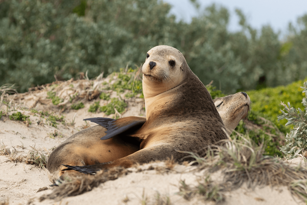 Thumbnail for ‘Looming catastrophe’ virus warning for Australian wildlife