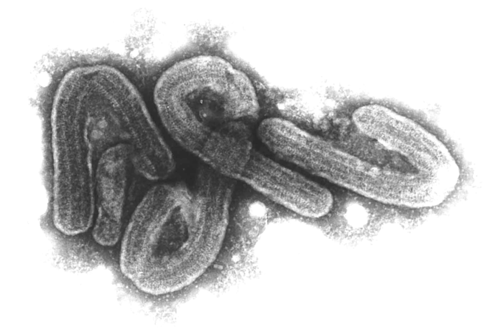 Thumbnail for Suspected life-threatening virus cases in Germany