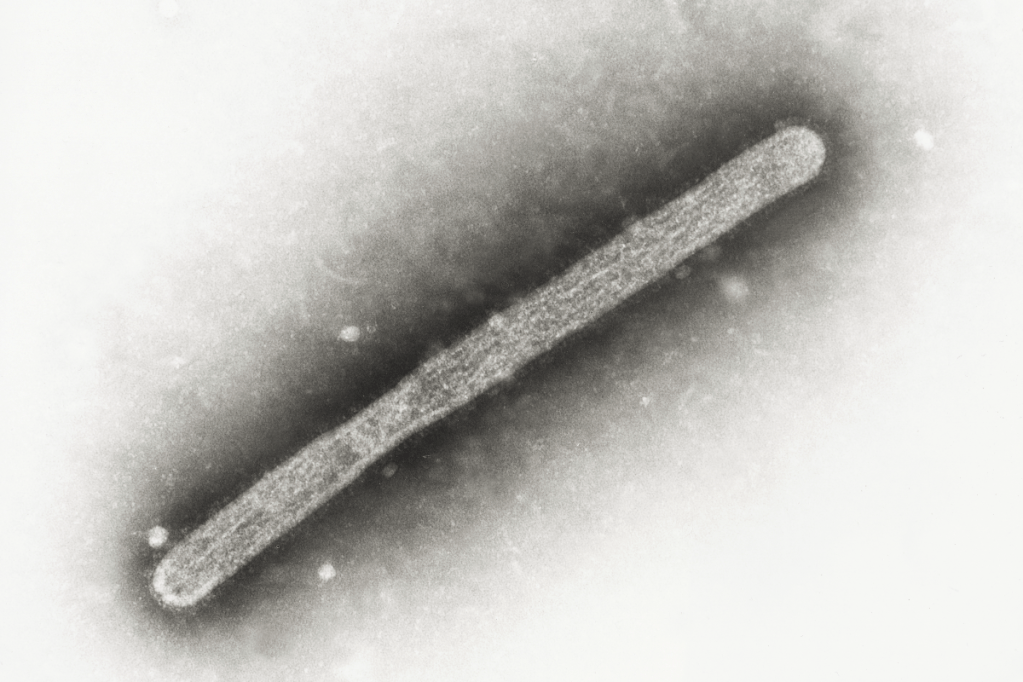 Thumbnail for Bird flu threat prompts national environment meeting
