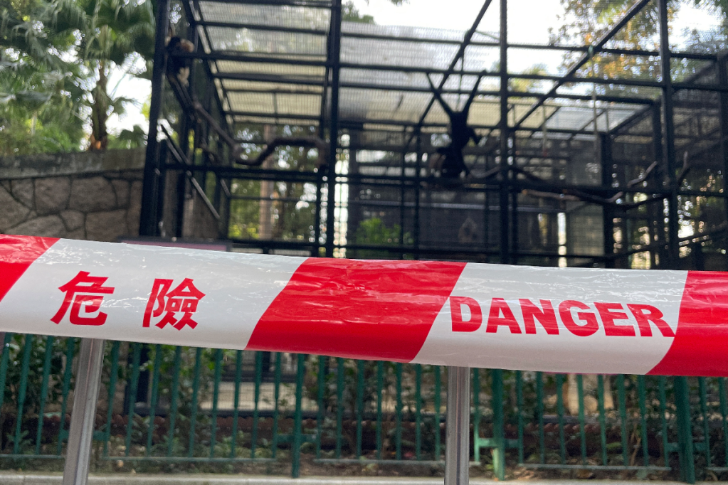 Thumbnail for Monkey puzzle amid deaths at Hong Kong zoo