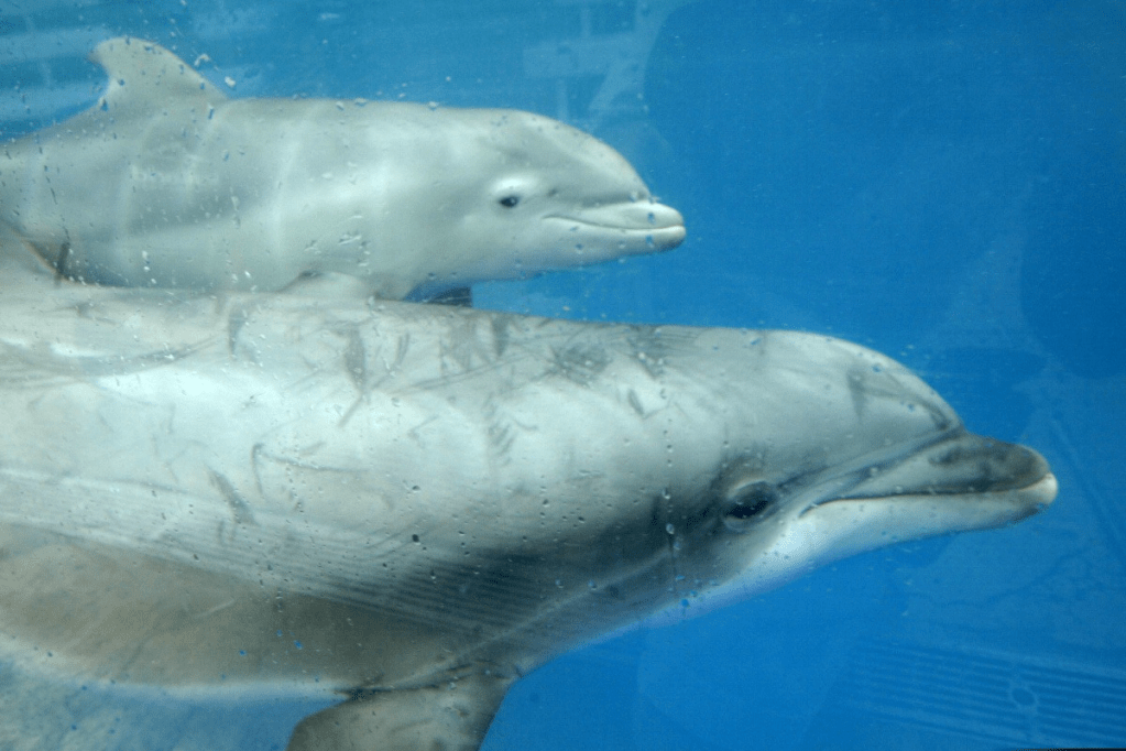 Thumbnail for ‘Sexually frustrated’ dolphin attacks swimmers