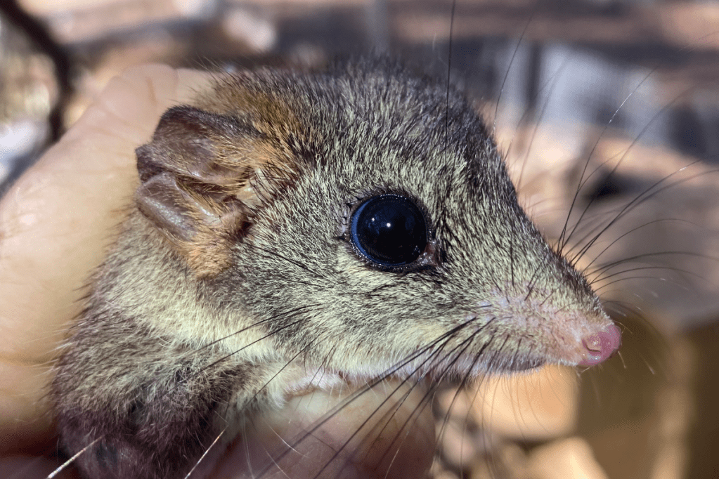 Thumbnail for Feisty phascogales fight back from the brink